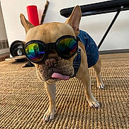 Boni is registered to the contest to win money with this photo: accessory, animal, bench, carpet, cute, denim_outfit, dog, floor, french_bulldog, funny, goggles, household_items, indoor, pet, playful, portrait, reflection, standing, stylish, tongue_out