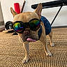 accessory, animal, bench, carpet, cute, denim_outfit, dog, floor, french_bulldog, funny, goggles, household_items, indoor, pet, playful, portrait, reflection, standing, stylish, tongue_out