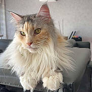 Saona a rejoint le concours — aidez-le/la à gagner de superbes lots ! animal, calm, cat, chair, cozy, cute, domestic_animal, ears, fluffy, furniture, household, indoor, long_hair, mammal, paws, pet, portrait, relaxed, whiskers, yellow_eyes