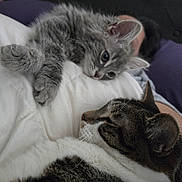 Scotty joined the competition — help win amazing prizes! animal, blanket, cat, closeup, companion, cozy, cute, domestic_cat, feline, fur, gray_cat, indoor, kitten, pet, relaxing, resting, sleepy, snuggling, tabby_cat, whiskers