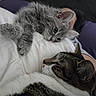animal, blanket, cat, closeup, companion, cozy, cute, domestic_cat, feline, fur, gray_cat, indoor, kitten, pet, relaxing, resting, sleepy, snuggling, tabby_cat, whiskers