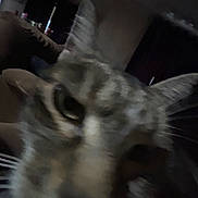 Daisy joined the competition — help win amazing prizes! cat, close_up, ears, indoor, dim_light, furniture, curtains, whiskers, blur, face, pet, animal, tabby, domestic_cat, feline, nose, eye, soft_light, background, indistinct