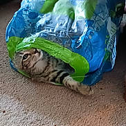 Punkin joined the competition — help win amazing prizes! cat, tabby_cat, plastic_bag, carpet, wooden_table_leg, indoor, pet, curious, animal, feline, hiding, playful, cozy, floor, domestic, striped, resting, cute, household, curiosity
