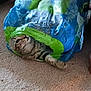 cat, tabby_cat, plastic_bag, carpet, wooden_table_leg, indoor, pet, curious, animal, feline, hiding, playful, cozy, floor, domestic, striped, resting, cute, household, curiosity