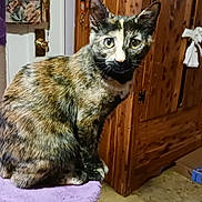 Spitfire joined the competition — help win amazing prizes! animal, cardboard_box, carpet, cat, cat_tree, chair, curtains, domestic, door, ears, eyes, floor, furniture, indoor, pet, purple, tabby_cat, tail, tortoiseshell_cat, wooden_cabinet