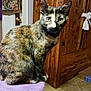 animal, cardboard_box, carpet, cat, cat_tree, chair, curtains, domestic, door, ears, eyes, floor, furniture, indoor, pet, purple, tabby_cat, tail, tortoiseshell_cat, wooden_cabinet