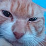 Ginger joined the competition — help win amazing prizes! animal, blue_background, cat, close_up, curious, cute, domestic_cat, eye, face, feline, fur, indoor, muzzle, nose, orange_cat, pet, portrait, whisker, whiskers, white_fur