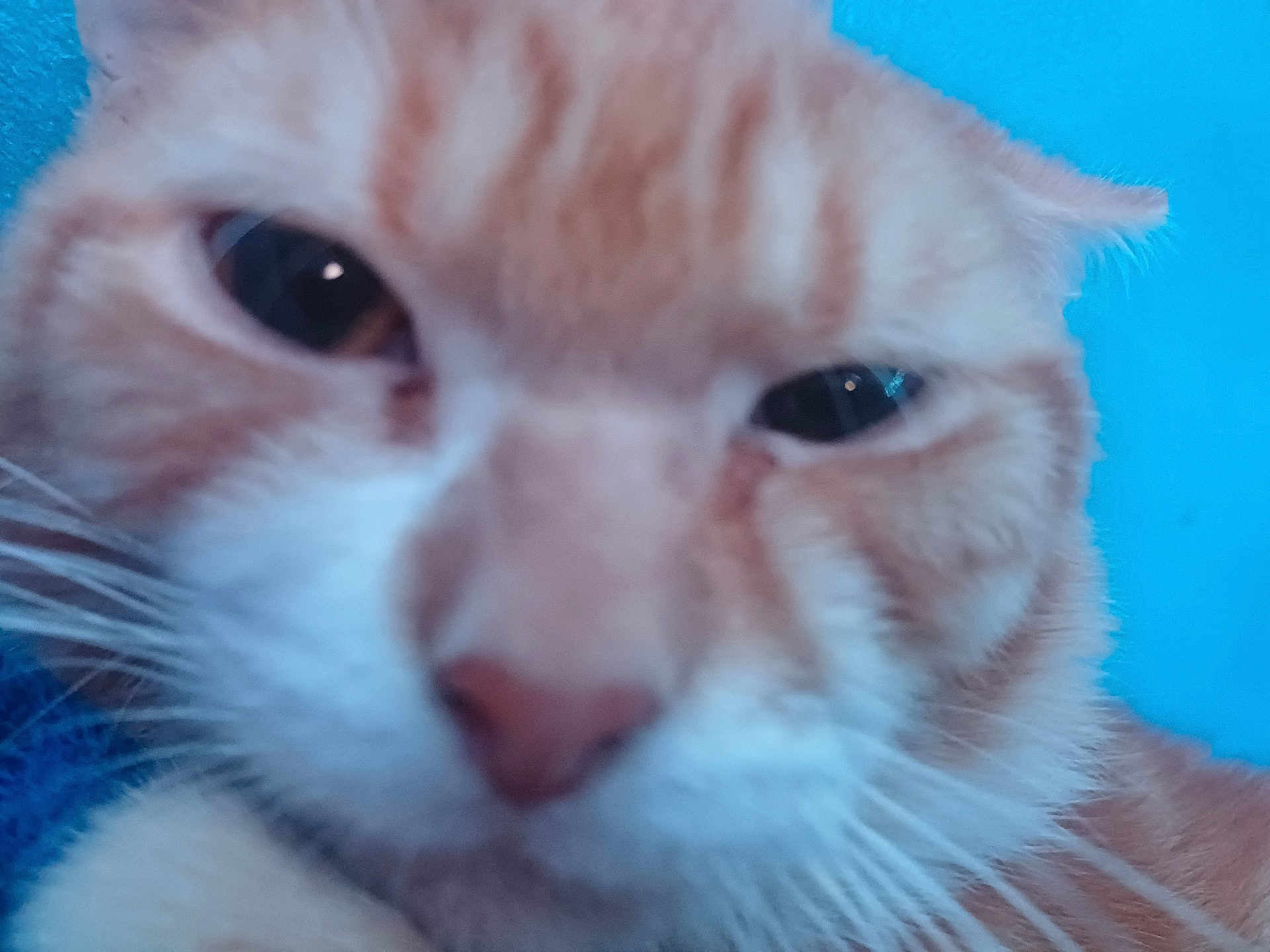 Ginger