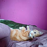 Ginger joined the competition — help win amazing prizes! animal, bed, blanket, cat, cozy, curious, cute, domestic_animal, feline, fur, indoor, mammal, orange_tabby, pet, purple_wall, relaxing, resting, sleepy, whiskers, wide_eyes