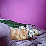 animal, bed, blanket, cat, cozy, curious, cute, domestic_animal, feline, fur, indoor, mammal, orange_tabby, pet, purple_wall, relaxing, resting, sleepy, whiskers, wide_eyes
