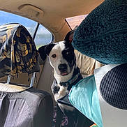 Chica is registered to the contest to win money with this photo: animal, backseat, black_and_white, car_interior, collar, curious, dog, domestic_animal, fabric, headrest, indoor, leather_seat, pattern, pet, pillow, resting, seat, sunlight, tongue_out, window