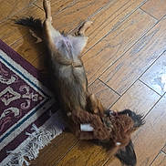 Beebee is registered to the contest to win money with this photo: animal, belly_up, black_fur, brown_fur, dog, domestic_animal, funny_pose, hardwood, home, indoor, long_hair, lying_down, pet, playful, relaxed, rug, stuffed_toy, toy, wooden_floor, wrestling