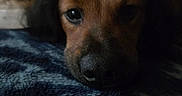 Beebee is registered to the contest to win money with this photo: dog, close_up, pet, resting, blanket, cozy, indoor, fur, nose, eyes, portrait, animal, cute, calm, soft_lighting, brown, black, texture, face, sleepy