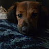 animal, black, blanket, brown, calm, close_up, cozy, cute, dog, eyes, face, fur, indoor, nose, pet, portrait, resting, sleepy, soft_lighting, texture