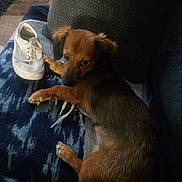 Beebee is registered to the contest to win money with this photo: dog, brown_dog, shoe, sneaker, blanket, couch, indoor, pet, fur, paw, looking_back, cozy, resting, domestic_animal, carpet, fabric, small_dog, home, relaxed, companion