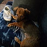dog, brown_dog, shoe, sneaker, blanket, couch, indoor, pet, fur, paw, looking_back, cozy, resting, domestic_animal, carpet, fabric, small_dog, home, relaxed, companion