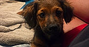 Beebee joined the competition — help win amazing prizes! animal, bed, blanket, brown, canine, cozy, curious, cute, dog, door, furniture, home, indoor, legs, person, pet, pillow, puppy, relaxed, resting