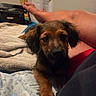 Beebee joined the competition — help win amazing prizes! puppy, dog, bed, blanket, indoor, resting, curious, cozy, person, legs, furniture, door, pillow, brown, canine, pet, cute, animal, relaxed, home