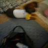 accessory, animal, bag, blurry, brown_dog, carpet, casual, dog, domestic, floor, furniture, home, indoor, lying_down, patterned_rug, pet, resting, unfocused, white_clothing, yellow_clothing