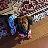 Beebee is registered to the contest to win money with this photo: dog, pet, indoor, dress, clothing, floor, rug, wooden_floor, brown_dog, small_dog, looking_up, cute, adorable, heart_pattern, fabric, home, domestic_animal, animal, fur, ears