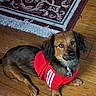 Beebee joined the competition — help win amazing prizes! black_fur, brown_fur, carpet, close_up, collar, cute, dog, floppy_ears, indoors, large_eyes, looking_at_camera, pet, portrait, puppy, red_clothing, rug, shirt, sitting, tags, wooden_floor