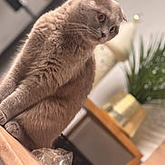 Altesse a rejoint le concours — aidez-le/la à gagner de superbes lots ! cat, gray_cat, folded_ears, pet, animal, indoor, furniture, wooden_surface, plant, lamp, blurred_background, curious, sitting, closeup, furry, whiskers, eyes, paws, cozy, domestic