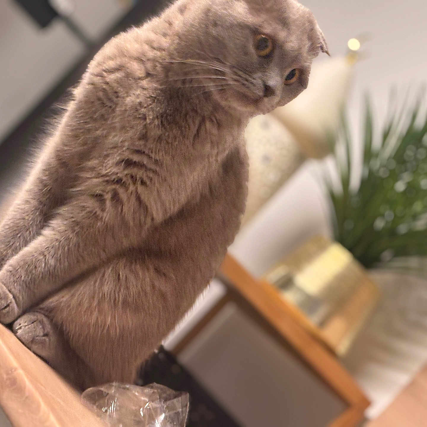 Altesse a rejoint le concours — aidez-le/la à gagner de superbes lots ! cat, gray_cat, folded_ears, pet, animal, indoor, furniture, wooden_surface, plant, lamp, blurred_background, curious, sitting, closeup, furry, whiskers, eyes, paws, cozy, domestic