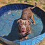 Zeus is registered to the contest to win money with this photo: dog, brown_dog, pool, water, blue_pool, outdoor, grass, happy, pet, canine, summer, playful, animal, tongue_out, sunlight, daytime, toy, small_pool, nature, looking_up