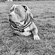 Zeus joined the competition — help win amazing prizes! dog, animal, outdoor, grass, black_and_white, pet, canine, collar, chain, field, resting, portrait, ears, muzzle, alert, nature, fence, farm, leisure, daylight