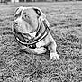dog, animal, outdoor, grass, black_and_white, pet, canine, collar, chain, field, resting, portrait, ears, muzzle, alert, nature, fence, farm, leisure, daylight