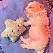Arrow a rejoint le concours — aidez-le/la à gagner de superbes lots ! puppy, sleeping, blanket, plush_toy, star, cute, cozy, animal, pet, soft, fur, nap, resting, indoors, small, adorable, pink, purple, toy, peaceful