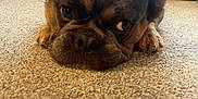 Moza is registered to the contest to win money with this photo: animal, boxer, bulldog, canine, cockerspaniel, couch, dog, frenchbulldog, furniture, hound, indoors, interiordesign, papillon, person, pet, pitbull, pug, puppy, sleeping, snout