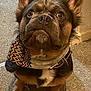 Moza is registered to the contest to win money with this photo: dog, pet, scarf, carpet, indoor, cute, ears, brown, black, white, fur, collar, sitting, closeup, face, animal, companion, adorable, looking_up, home
