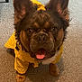 Moza is registered to the contest to win money with this photo: dog, canine, pet, yellow_raincoat, ears, tongue_out, carpet, indoor, brown_fur, happy, cute, small_dog, looking_up, animal, mammal, companion, fur, front_paws, clothing, adorable