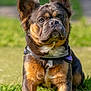 animal, boxer, bulldog, canine, dog, frenchbulldog, germanshepherd, grass, lawn, pet, pitbull, plant, policedog, pug, puppy, snout, terrier