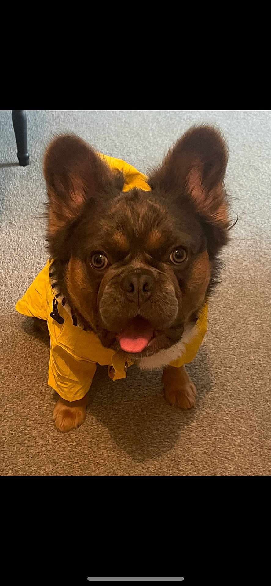 Moza joined the competition — help win amazing prizes! dog, yellow_raincoat, carpet, indoor, pet, brown_fur, cute, happy, tongue_out, ears_up, looking_up, animal, canine, small_dog, fur, front_paws, close_up, portrait, domestic_animal, companion