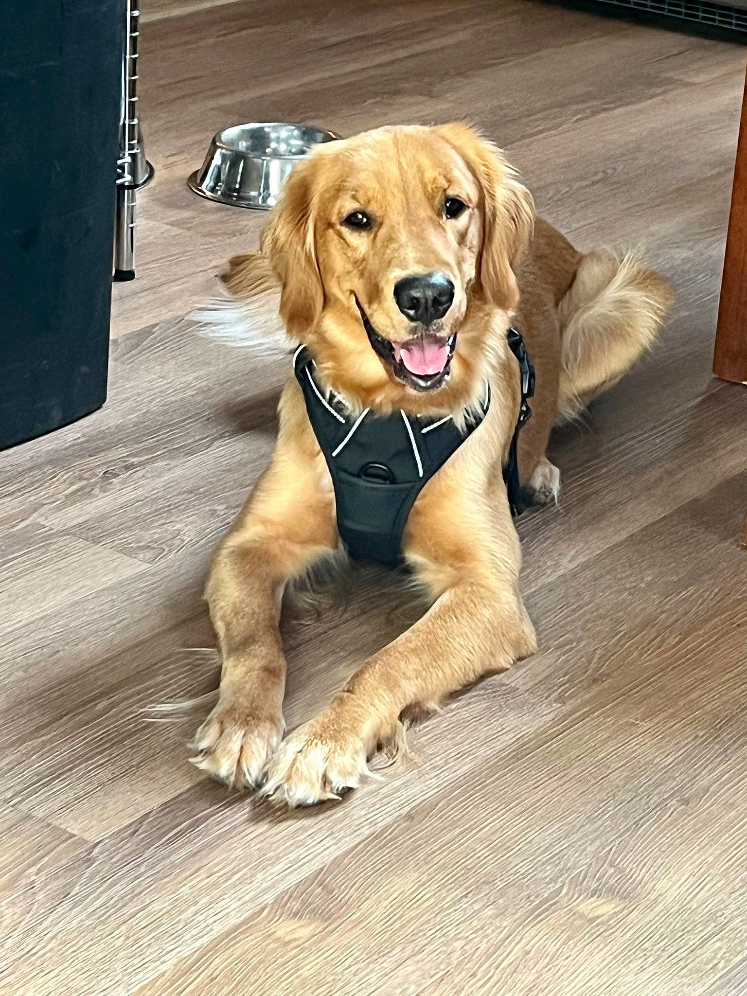 Sadie joined the competition — help win amazing prizes! ball, canidae, carnivore, collar, companion_dog, dog, dog_breed, dog_collar, door, fawn, flooring, fur, leash, paw, pet_supply, road_surface, snout, sporting_group, wood, working_animal