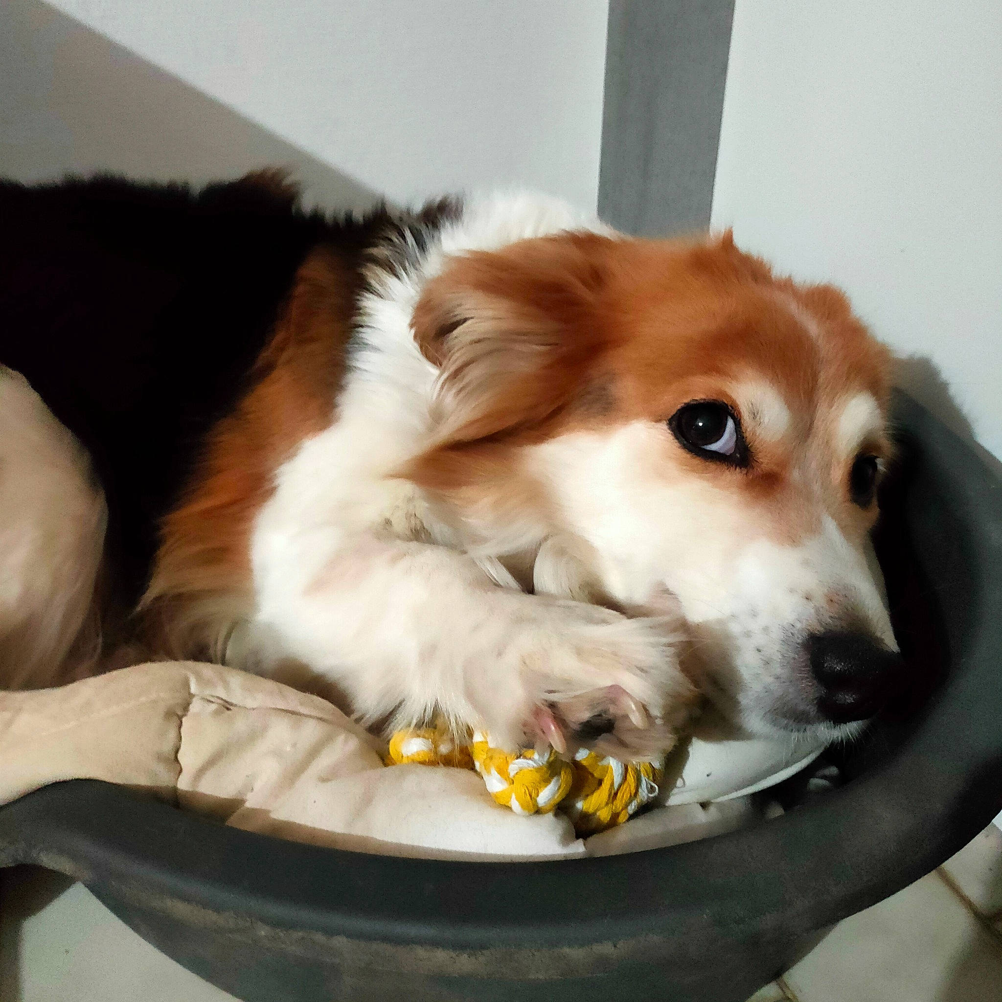 Fury a rejoint le concours — aidez-le/la à gagner de superbes lots ! canidae, carnivore, collar, companion_dog, dog, dog_breed, dog_supply, fawn, felidae, fur, herding_dog, paw, pet_supply, rough_collie, scotch_collie, shetland_sheepdog, snout, sporting_group, whiskers, working_dog