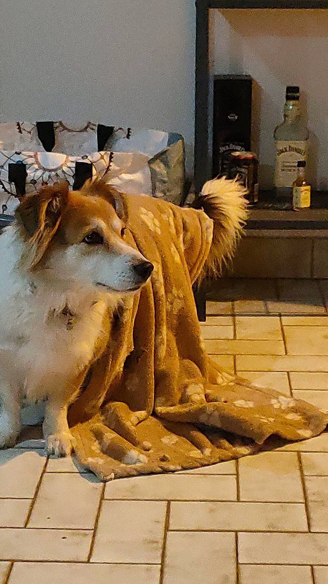 Fury a rejoint le concours — aidez-le/la à gagner de superbes lots ! ancient_dog_breeds, borzoi, canidae, carnivore, companion_dog, dog, dog_breed, dog_supply, fawn, flooring, fur, hardwood, snout, sporting_group, street_dog, tail, wood, working_animal, working_dog