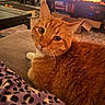 Pete is registered to the contest to win money with this photo: cat, orange_tabby, feline, pet, indoor, couch, blanket, purple, patterned, living_room, television, furniture, carpet, cozy, curious, whiskers, fur, relaxed, close_up, domestic_animal