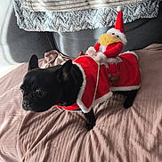 Suzy participe au concours pour gagner de l'argent avec cette photo : animal, beard, black_dog, blanket, christmas_costume, couch, cute, dog, festive, french_bulldog, hat, holiday, indoors, pet, plush_toy, red_clothing, santa_outfit, soft_fabric, stuffed_santa, toy