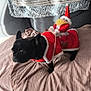 animal, beard, black_dog, blanket, christmas_costume, couch, cute, dog, festive, french_bulldog, hat, holiday, indoors, pet, plush_toy, red_clothing, santa_outfit, soft_fabric, stuffed_santa, toy