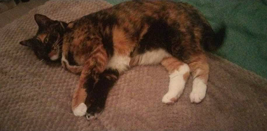 Fantasia a rejoint le concours — aidez-le/la à gagner de superbes lots ! carnivore, cat, claw, dog_breed, domestic_short_haired_cat, felidae, flooring, fur, paw, small_to_medium_sized_cats, snout, tail, terrestrial_animal, whiskers