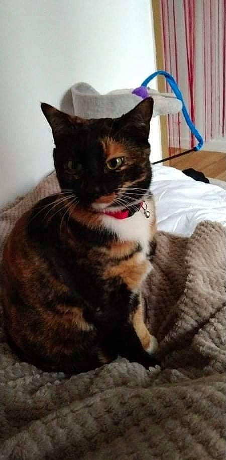 Fantasia a rejoint le concours — aidez-le/la à gagner de superbes lots ! carnivore, cat, cat_furniture, cat_supply, comfort, domestic_short_haired_cat, fawn, felidae, fur, linens, paw, pet_supply, sitting, small_to_medium_sized_cats, snout, tail, terrestrial_animal, tree, whiskers