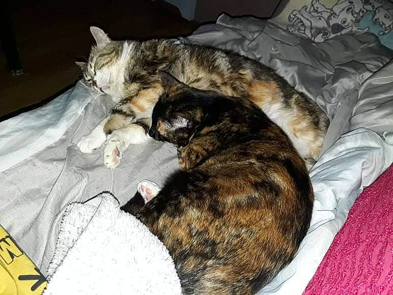 Fantasia a rejoint le concours — aidez-le/la à gagner de superbes lots ! bed, canidae, carnivore, cat, comfort, dog_breed, domestic_short_haired_cat, felidae, fur, linens, nap, paw, small_to_medium_sized_cats, sporting_group, tail, terrestrial_animal, tree, whiskers