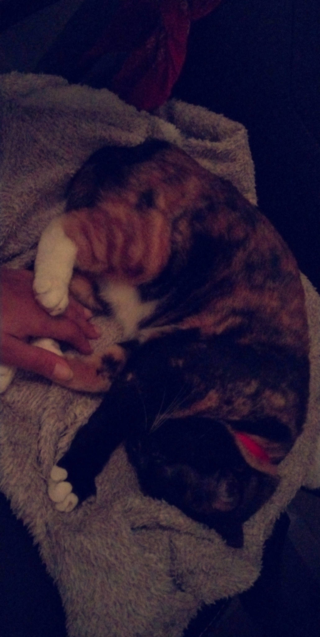 Fantasia participe au concours pour gagner de l'argent avec cette photo : canidae, carnivore, cat, cloud, comfort, companion_dog, dog_breed, domestic_short_haired_cat, fawn, felidae, fur, meteorological_phenomenon, paw, sky, small_to_medium_sized_cats, snout, sporting_group, tail, tints_and_shades, whiskers