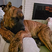 Corleone joined the competition — help win amazing prizes! dog, brindle, bed, blanket, indoor, fireplace, resting, pet, furniture, cozy, relaxed, canine, animal, sleepy, domestic, comfort, paw, muzzle, ears, fur