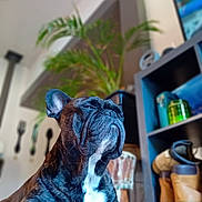 Antiun a rejoint le concours — aidez-le/la à gagner de superbes lots ! dog, french_bulldog, brindle, pet, indoor, floor, plant, boots, shelf, home, canine, animal, closeup, paw, relaxed, portrait, furniture, decor, cute, companion