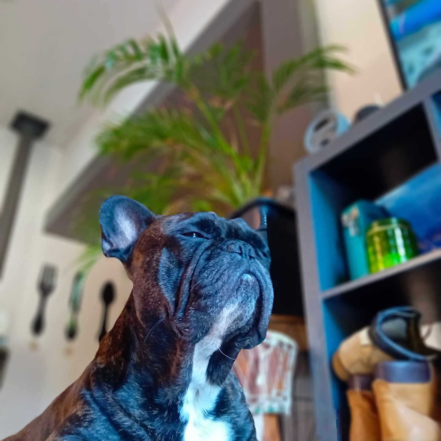 Antiun a rejoint le concours — aidez-le/la à gagner de superbes lots ! animal, boots, brindle, canine, closeup, companion, cute, decor, dog, floor, french_bulldog, furniture, home, indoor, paw, pet, plant, portrait, relaxed, shelf