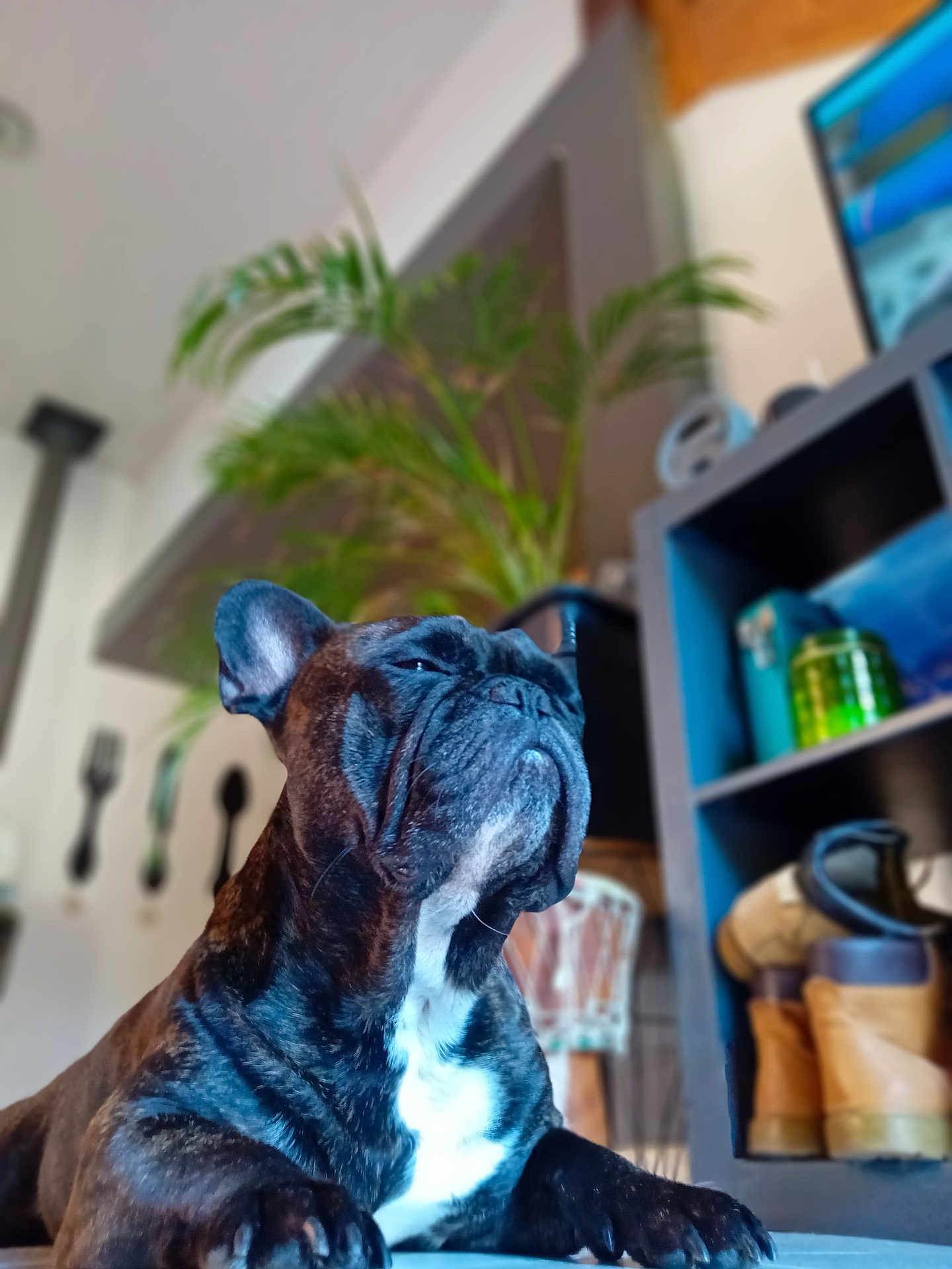Antiun a rejoint le concours — aidez-le/la à gagner de superbes lots ! dog, french_bulldog, brindle, pet, indoor, floor, plant, boots, shelf, home, canine, animal, closeup, paw, relaxed, portrait, furniture, decor, cute, companion